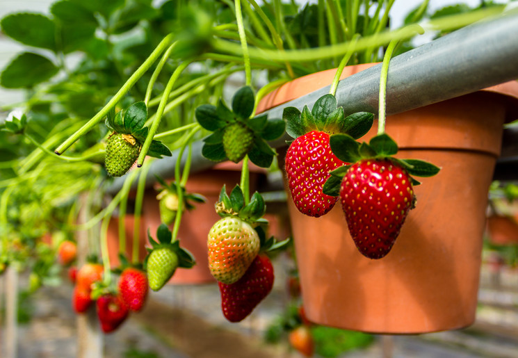 Aardbeien groeien goed in de kassen rond Cameron Highlands, Maleisië