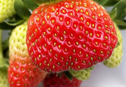 Maleisie-Cameron-Highlands-aardbeien