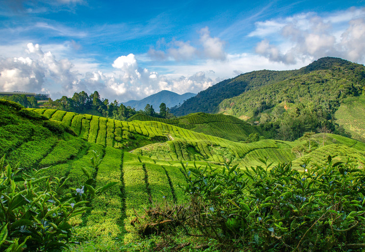 Maleisie-Cameron-Highlands-theeplantages-1