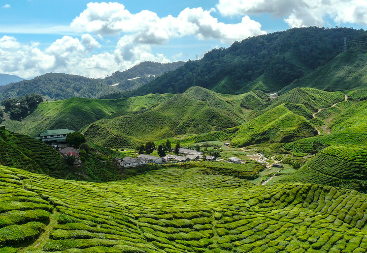 Uitzicht over de theeplantages in de Cameron Highlands