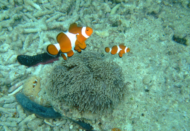 Maleisie-Lang-Tengah-onderwaterwereld_1_487720