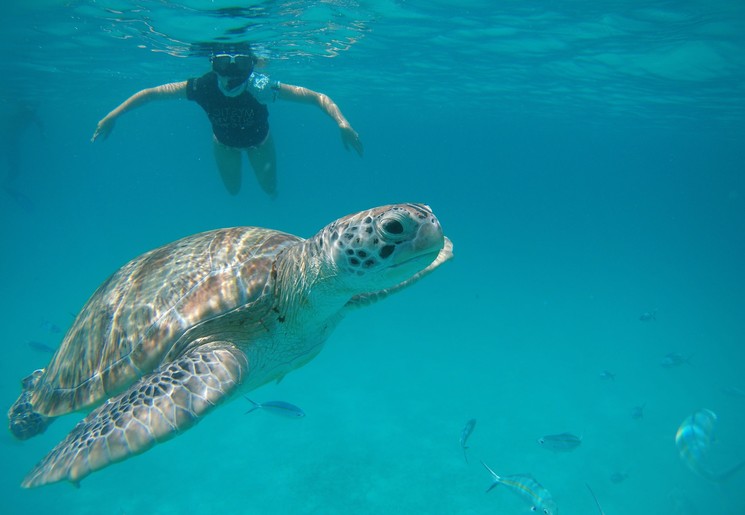 Zwemmen met schildpadden Perhentian