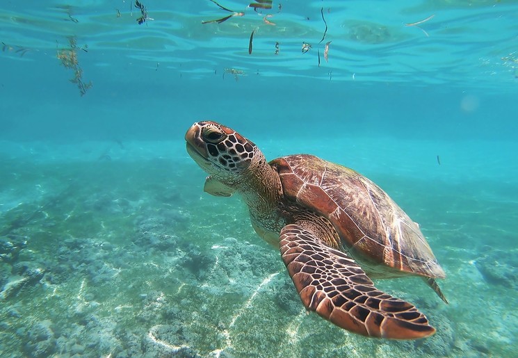 Een zeeschildpad in de wateren van Perhentian Island, Maleisië Een zeeschildpad in de wateren van Perhentian Island, Maleisië
