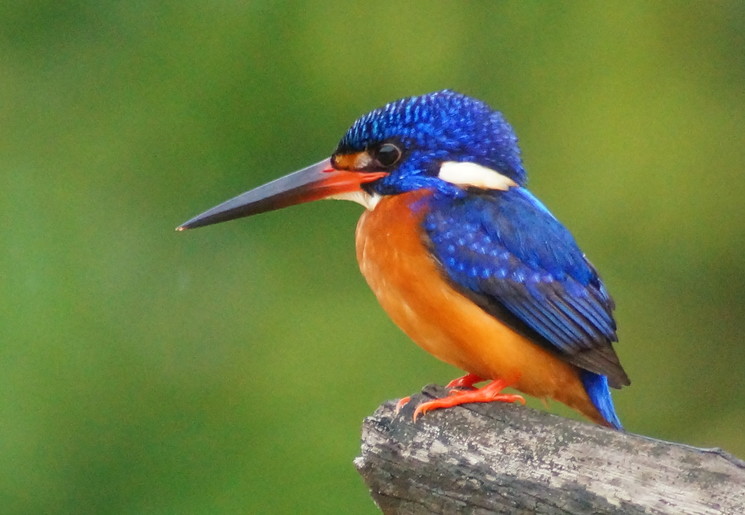Ijsvogel in het Sukau National Park op Sabah