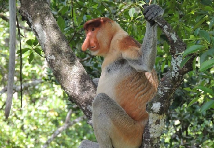 Nieuwsgierige neusaap in het Sukau NP, Sabah, Maleisisch Borneo