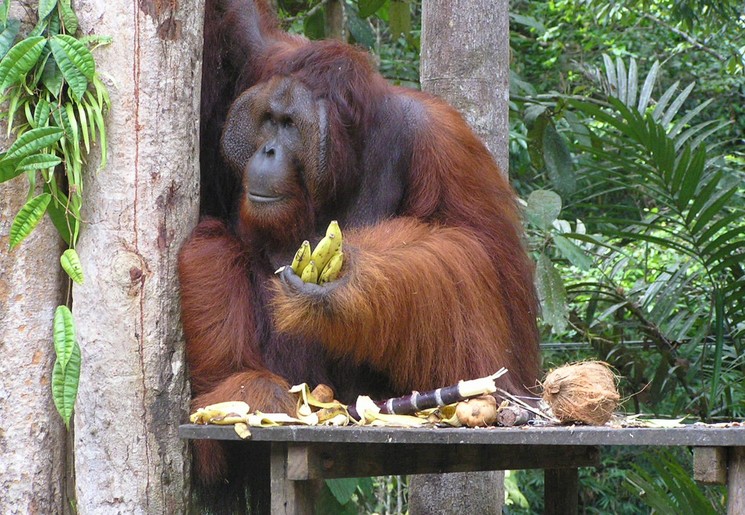 Orang oetan komt af op het eten in Semenggoh, Maleisië Orang oetan komt af op het eten in Semenggoh, Maleisië