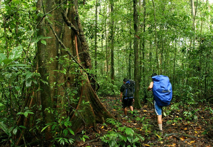 Hiken in het Mulu National Park op Sarawak Hiken in het Mulu National Park op Sarawak