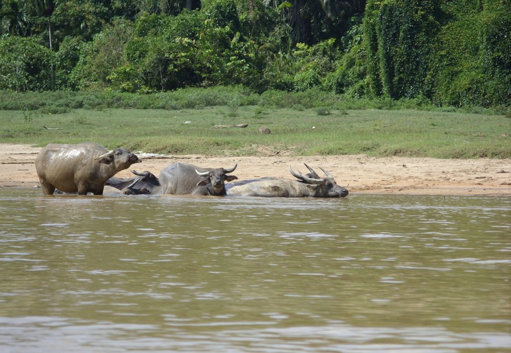 Maleisie-Taman-Negara-waterbuffels