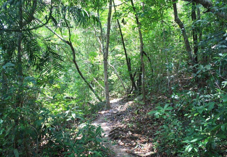 Maleisie-WestMaleisie-PulauPerhentian-jungle(8)