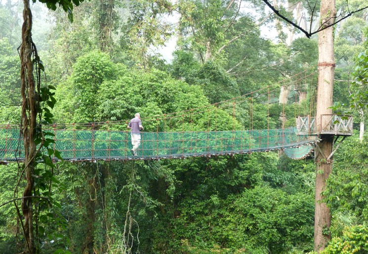 Hangbrug in Danum Valley NP, Maleisie