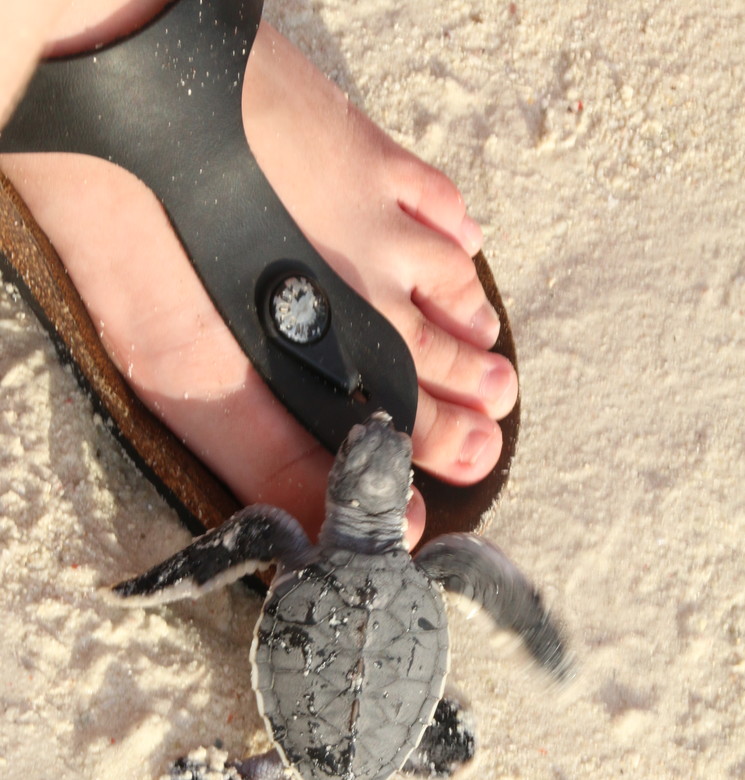 Maleisie-WestMaleisie-Sabah-Lankayan-schildpadjeopvoet(7)