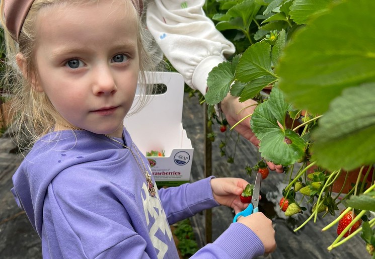 Aardbeienboerderij in Cameron Highlands
