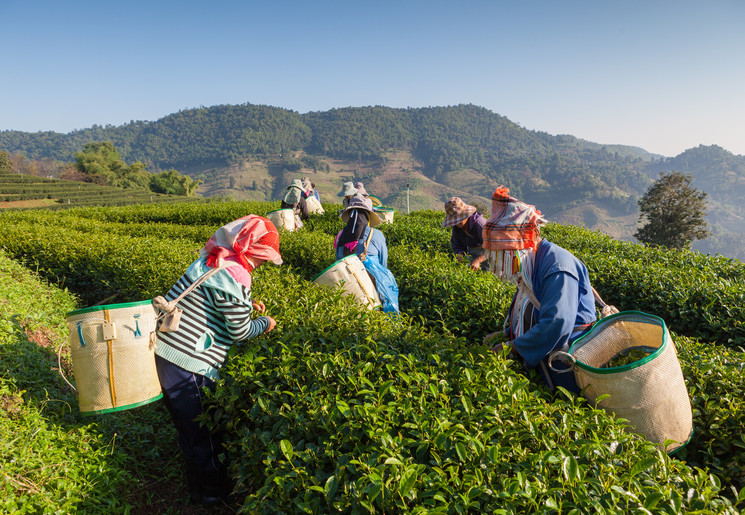 Theeplukkers zijn druk bezig op de theeplantage in de Cameron Highlands, West-Maleisië