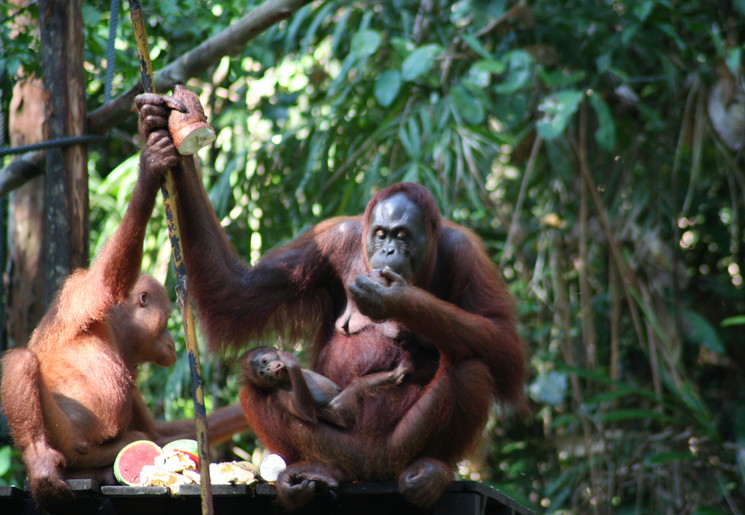 Maleisië 2008 236(8)