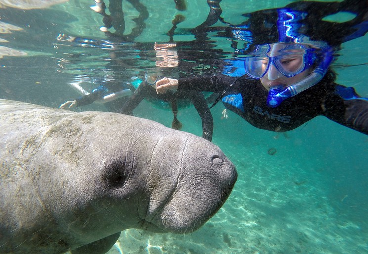 Snorkelen met zeekoeien in Crystal River, Amerika