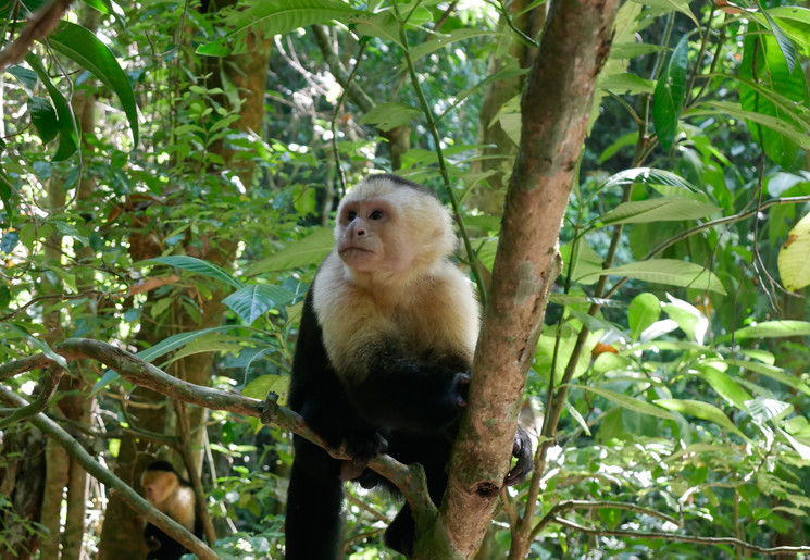 Manuel-Antonio-13-Capuchin-Monkey(5)