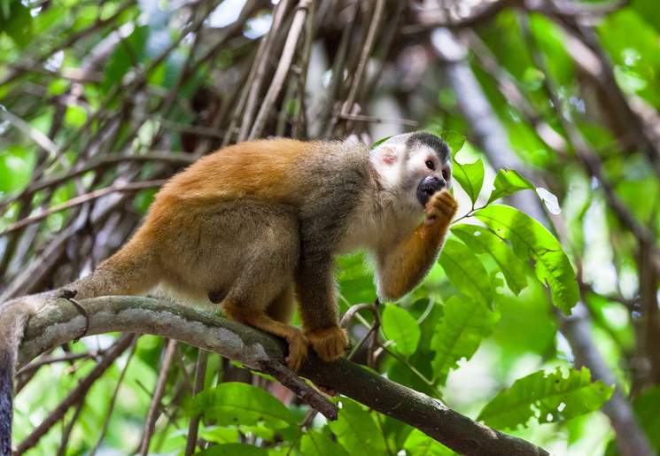 Doodshoofdaapje in Manuel Antonio National Park, Costa Rica