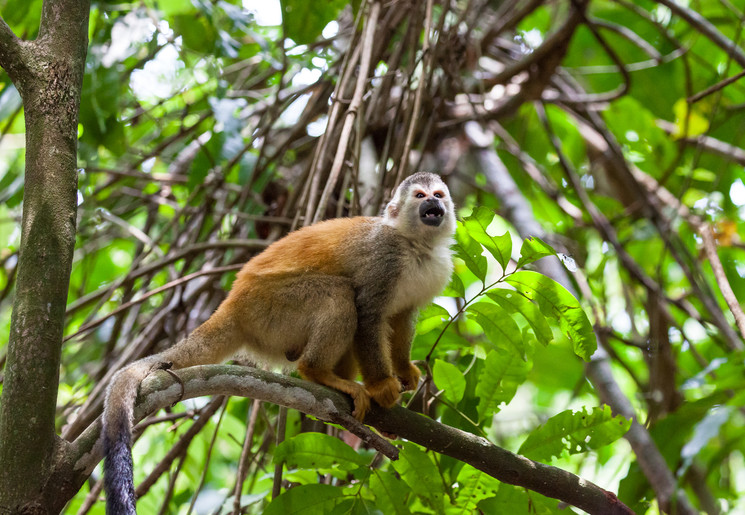 Manuel-Antonio-6-Squirrel-Monkey_1_390119