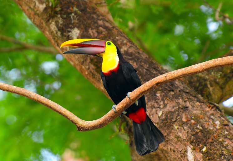 Toekans spotten in het dierenrijk van Costa Rica