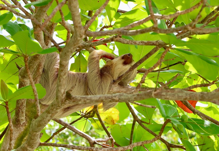 Luiaard in een boom in Costa Rica