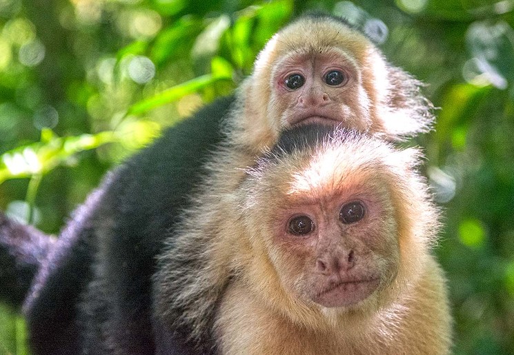 Aapjes in Manuel Antonio National Park, Costa Rica