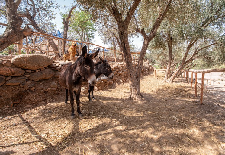 Ezeltjes in de tuin van hotel La Fattoria bij Marrakech