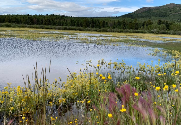 Bloemen op het Marsh Lake nabij Jake's Corner, Yukon, Canada