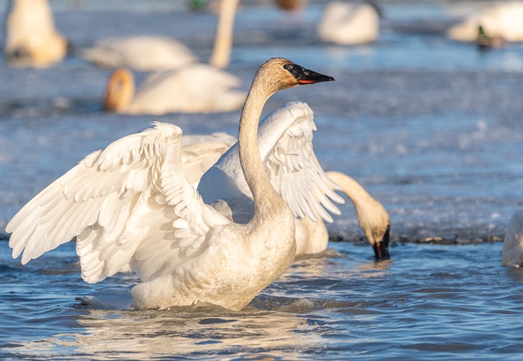 Zwanen bij Marsh Lake, Yukon, Canada