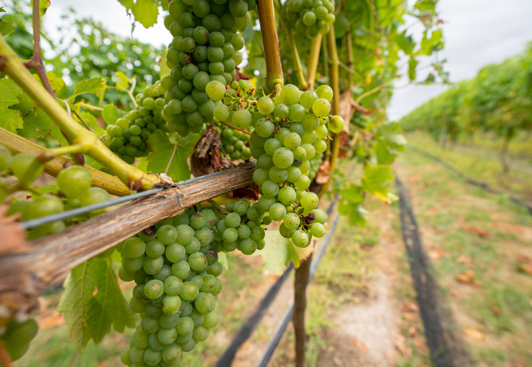 Martinborough-Wijntour-1_1_593034