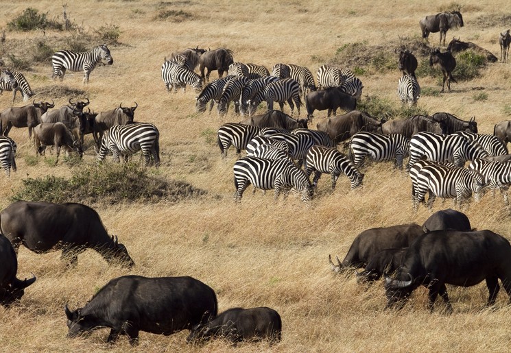 Migratie in Masai Mara, Kenia