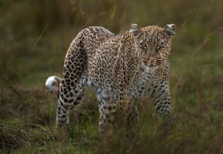 Luipaard spotten op safari Masai Mara, Kenia