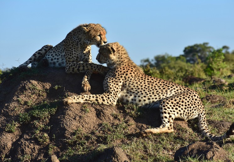 Spelende cheeta's Masai Mara, Kenia