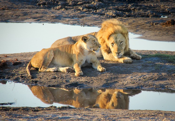 Leeuwen spotten in Masai Mara National Park, Kenia