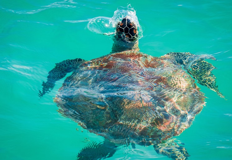 Spot jij zeeschildpadden tijdens het snorkelen op Mauritius?