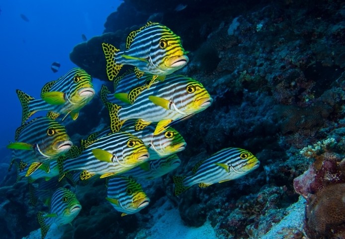 Gele vissen onder water met koraal