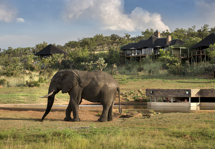 Olifant bij Mhondoro Game Lodge