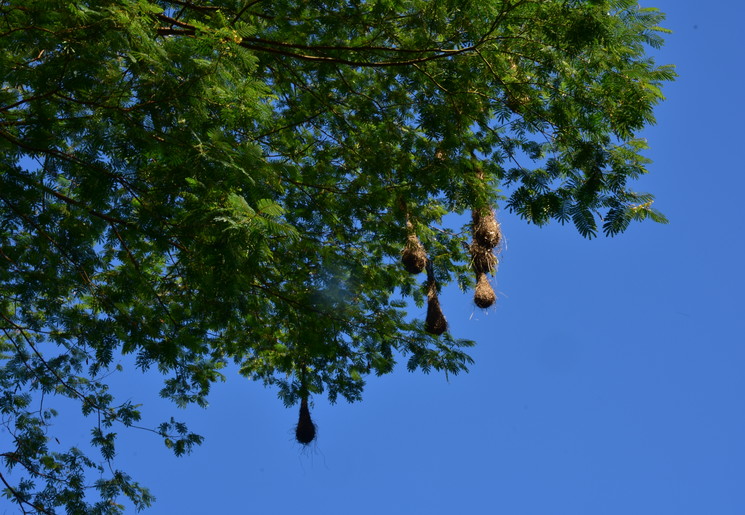 Nesten van de Montezuma Oropendola
