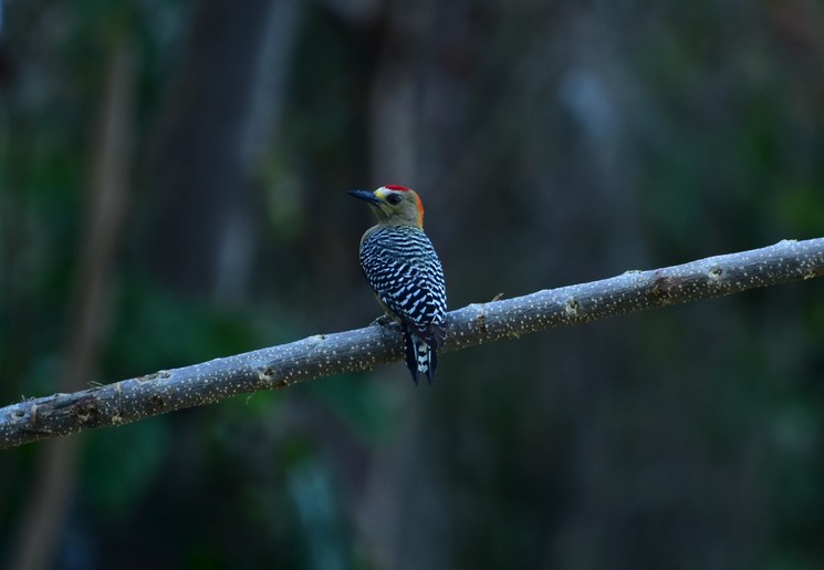 Specht in Minca, Colombia