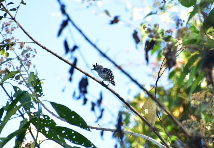 Vogels spotten in Palomino, Colombia