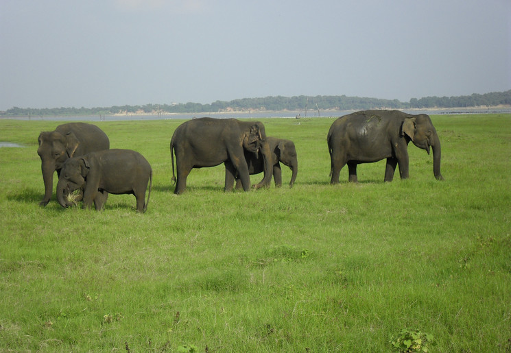 Olifanten in Sri Lanka
