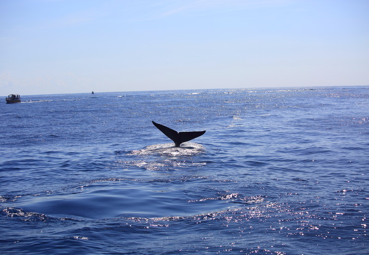 Walvissen spotten in Mirissa, Sri Lanka
