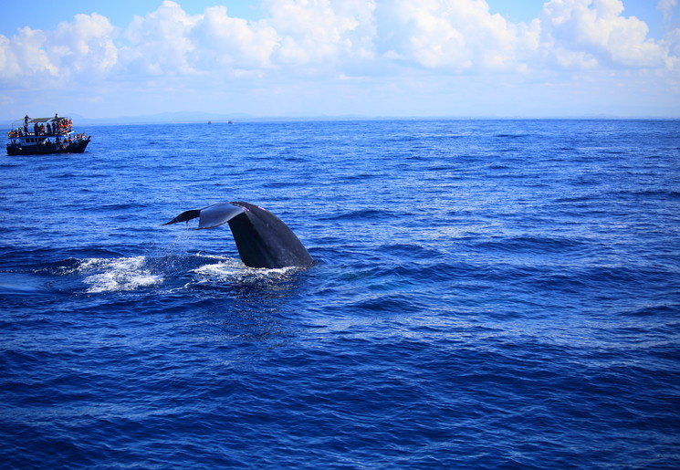 Dolfijnen en walvissen spotten in Mirissa