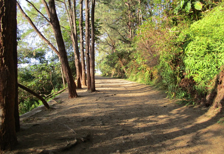 Moni-Kelimatu-vulkaan-bossen_1_410315