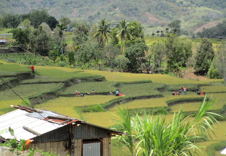 Moni-Riung-Rijstvelden1