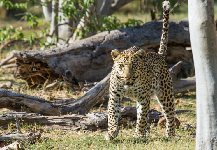 Luipaard in Moremi Game Reserve