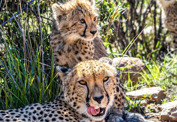 Wildlife spotten in Camdeboo Game Reserve