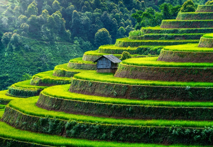 Hutje tussen de groene rijstvelden van Mu Cang Chai, Vietnam