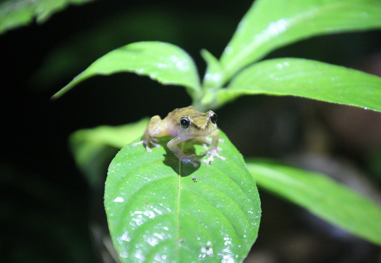 Nachttour-Monteverde-3(12)