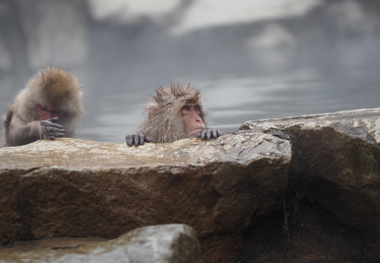 Sneeuwapen badend in de natuurlijke heetwaterbronnen van Shibu Onsen