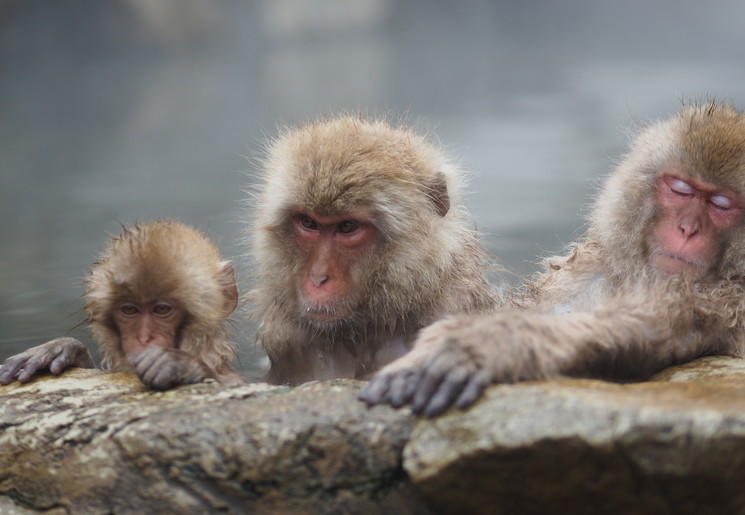 Apen genieten in een Hot spring in Japan